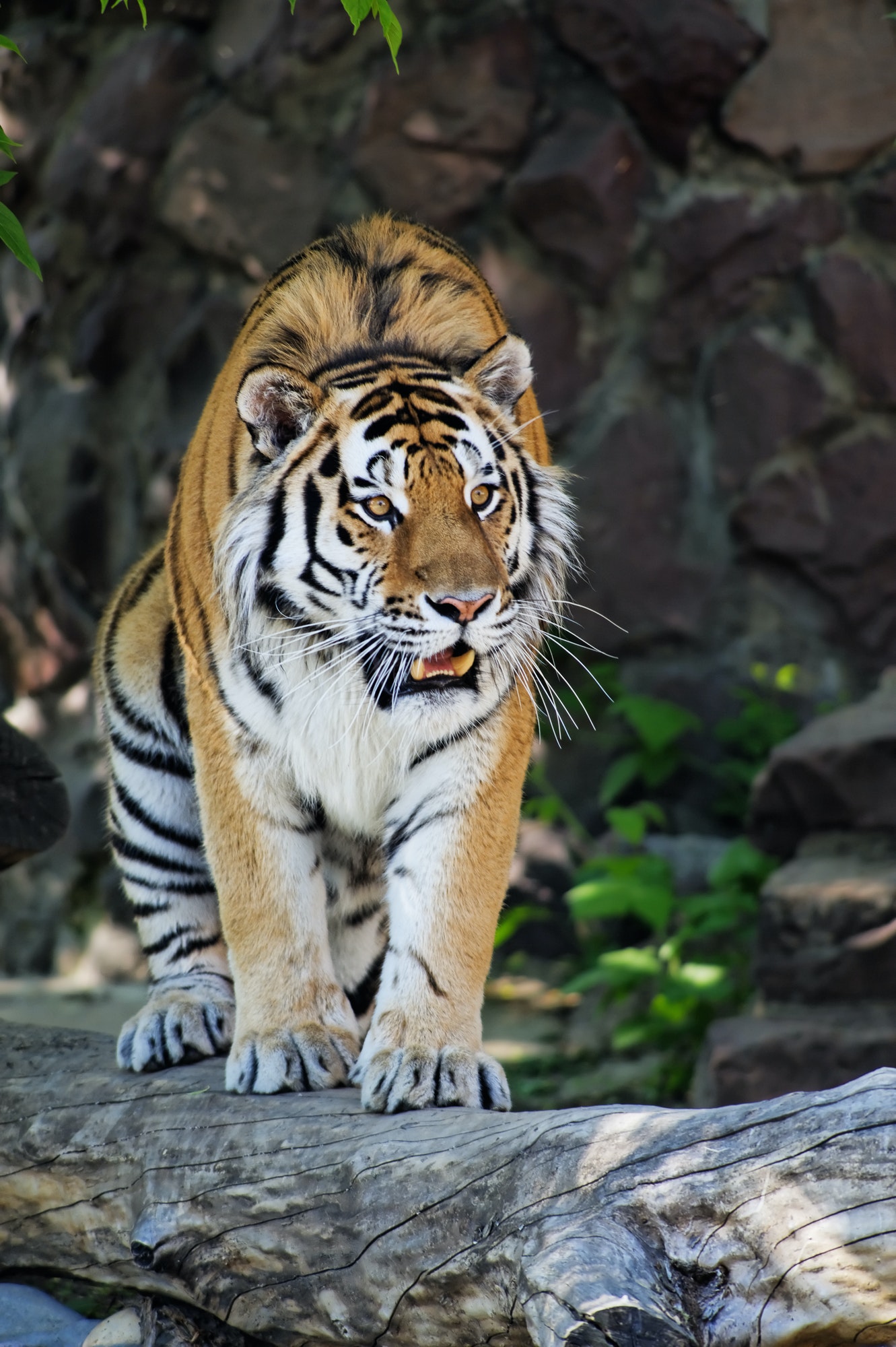 Siberian tiger